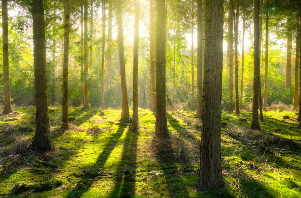 Sunlight filtering through trees in a forest